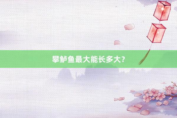攀鲈鱼最大能长多大?